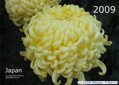 Chrysanthemum, floral emblem of Japan